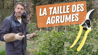 Comment TAILLER LES AGRUMES ? (Citronnier, Oranger, Yuzu)