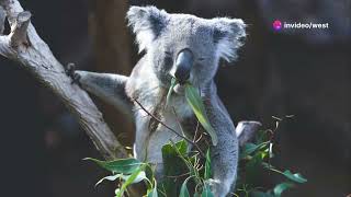 Australia's Epic Journey From Pangea to Paradise Aussie wildlife Trail Cam Queensland Australia