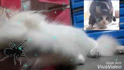 Watch the video about Cute cat himalayan mixed persian