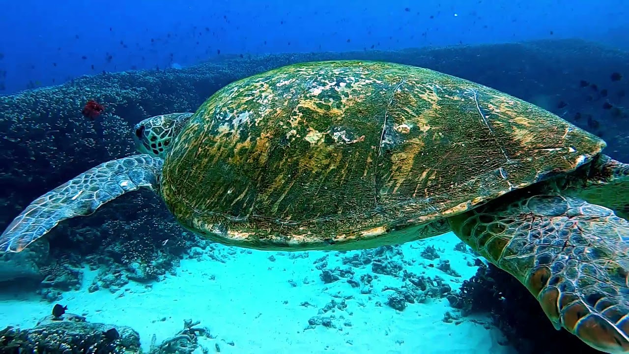 Scuba Dive Flinders Reef 21-03-21