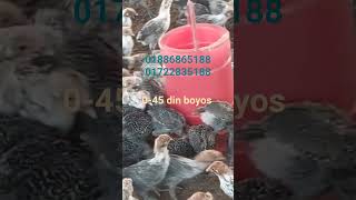 0-45 Days Foumi Chicken Bukking Now