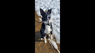 Pet Connection Jack 3-13-23