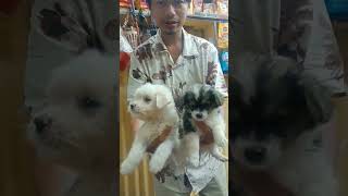 Indian spitz & Lhasa breed Puppy new collection #dog #shorts #youtubeshorts