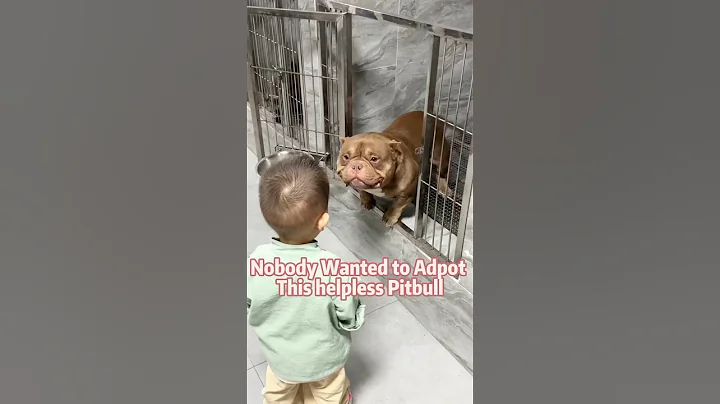 Nobody wanted to adopt this helpless Pitbull ,But then…