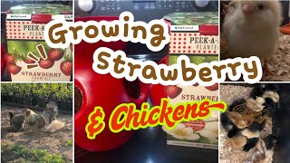Easy way to grow strawberry 🍓 Chickens loving this beautiful day