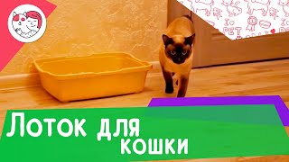 4 критерия выбора лотка для кошки by iLike Pet 310 views 2 years ago 3 minutes, 4 seconds