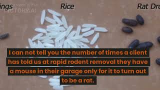 Rat vs Mouse : How to tell the difference between the two