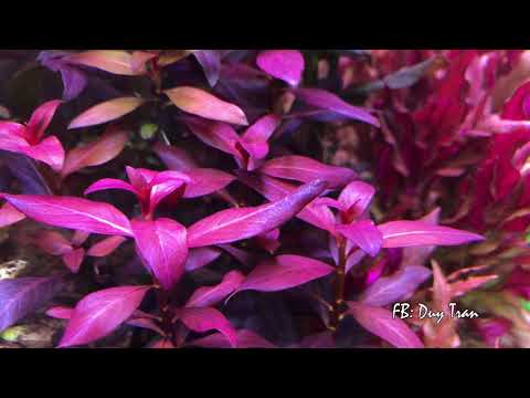 Video vẻ đẹp của các loài cây thủy sinh video 4K - youtube