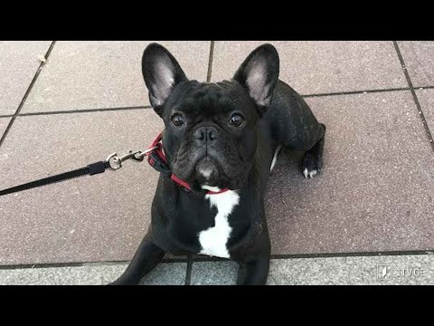 ახალი რეგულაციები ძაღლებისთვის