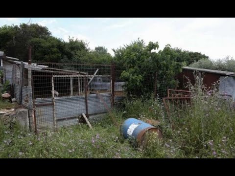 Ποδοχώρι | Το κριάρι και αυτά που δείχνουν οι κάμερες ασφαλείας για τον θάνατο της κτηνοτρόφου