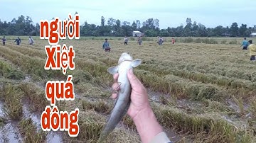 Đồng Đương Cắt Đi Xiệt Cá Dính Cá Trê Bắt Liên Tục Quá Mê@