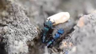 【转载】金属皱猛蚁Rhytidoponera metallica 野外巢穴 茧子真多 #001