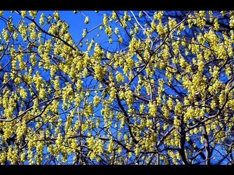 DermTV - What is Witch Hazel [DermTv.com Epi #354]