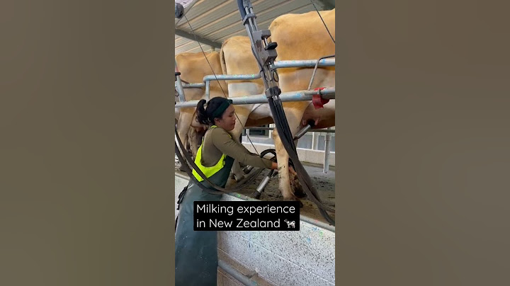 Dairy farming experience in New Zealand🐮.