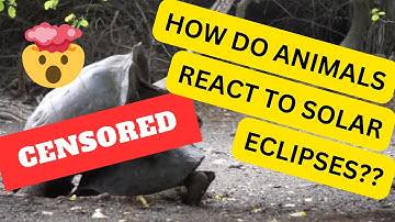 How Animals React to Solar Eclipses