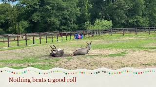 Donkey Games by Tumble Oak Woods 438 views 7 months ago 2 minutes, 50 seconds