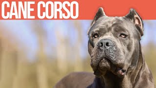 Cane Corso - Caratteristiche e Curiosità by Funny Pets 12,865 views 1 year ago 5 minutes, 1 second