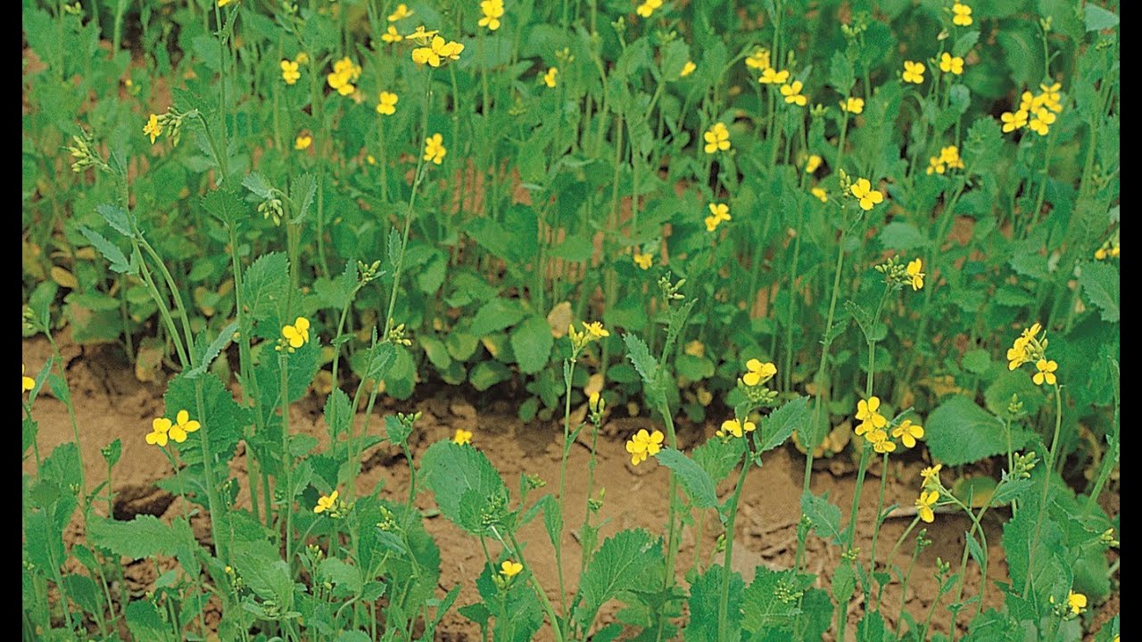 A0173 겨자 (Brassica juncea var. crispifolia) [영어명] mustard [약효] 갑상선
