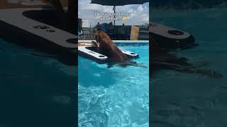 We Wish You Could Stay Buddy ❤️🕊️