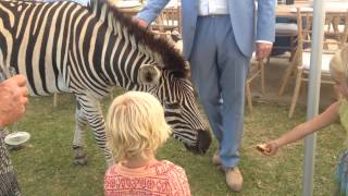 Zebra at a wedding