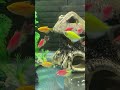 #aquarium #fishkeeping #hocac #shorts #fishtank