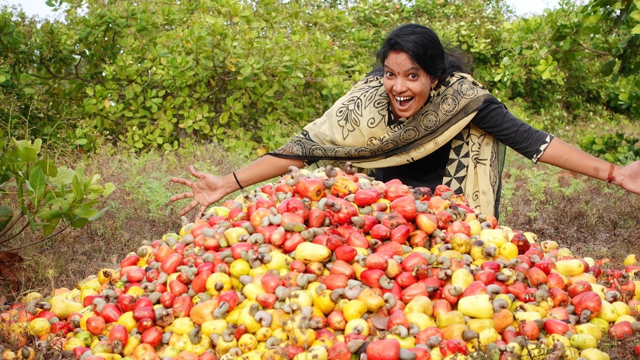 முந்திரி பழம் வேட்டை | In My Village | Vinoth Seetha #shorts #vinothseetha