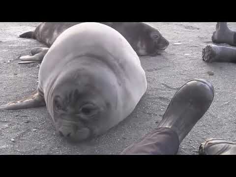 Seal Sneezes Meme [Fullscreen]