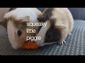 SQUEAKY LITTLE PIGGIESSSS mp3