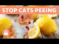 10 HOME REMEDIES to STOP Your CAT PEEING at HOME 🐱✅ (Cat Repellent)