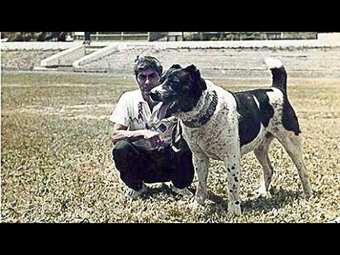 Легендарные чемпионы Тохмет Лал Гарадаг Туркмен Алабай  Champion Dogs Alabai Turkmen alabay