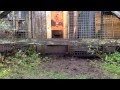 Chicken security door - fox proof Chicken security door - fox proof