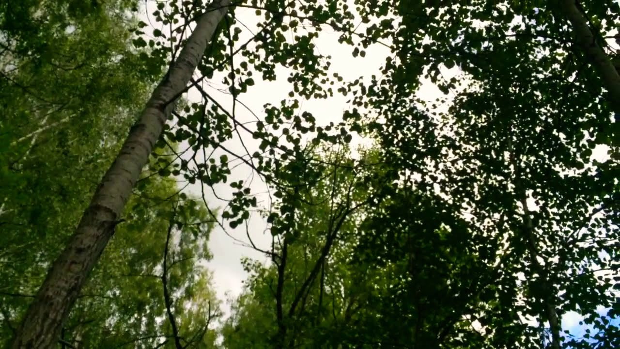 Listening bird tweets. Salduve park. Voices of Lithuanian birds.