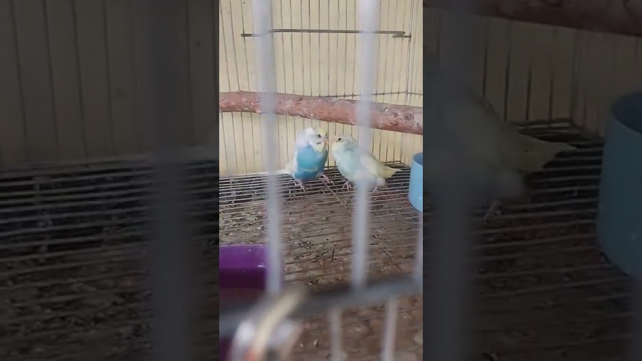 Dads bird. Dads bird