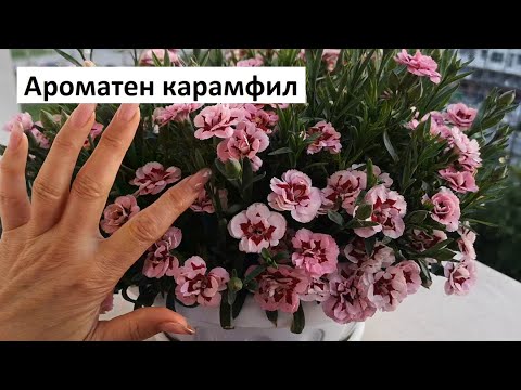 Видео: Засаждане на семена от карамфил - Как да отглеждаме цветя от карамфил