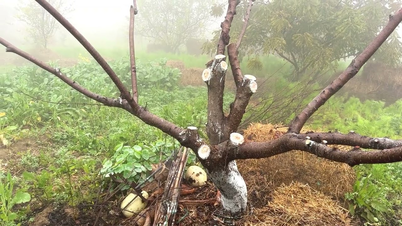 ਕਿਹੜੀਆਂ