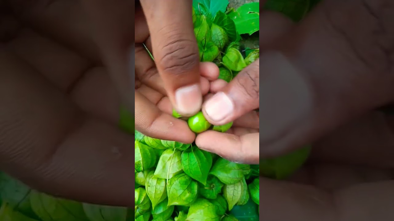 Only village people know this fruit 