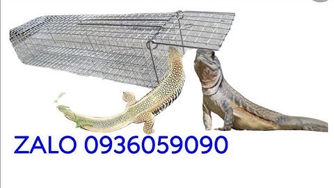 Cung cấp lồng bẫy dông cát. Cung cấp lồng bẫy kỳ nhông. Cung cấp lồng bẫy dông cát giá rẻ.