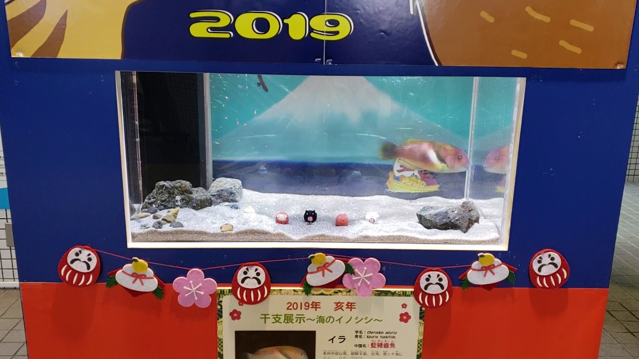 19年 亥年干支展示 海のイノシシ Youtube