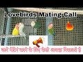 Lovebirds mating call in hindi/urdu #Uttaranchalbirds