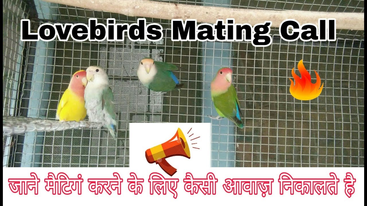 Lovebirds mating call in hindi/urdu Uttaranchalbirds YouTube
