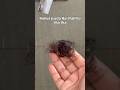 ❌Stop Hair Fall 💯Naturally at home #viral #haircare #trending#shorts #beauty #youtubeshorts #yt