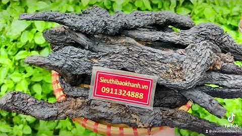 Công dụng cực tốt của nhục thung dung