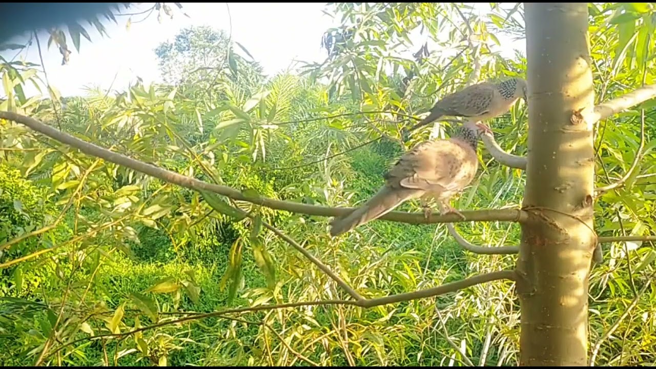 Mikat terkukur bikin joki dedegkan