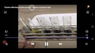 Factors Affecting Enzyme Activity | Practical Demonstration | Biology Practical | Enzyme Experiment