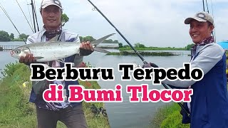 Ganasnya Sambaran Bandeng Tlocor