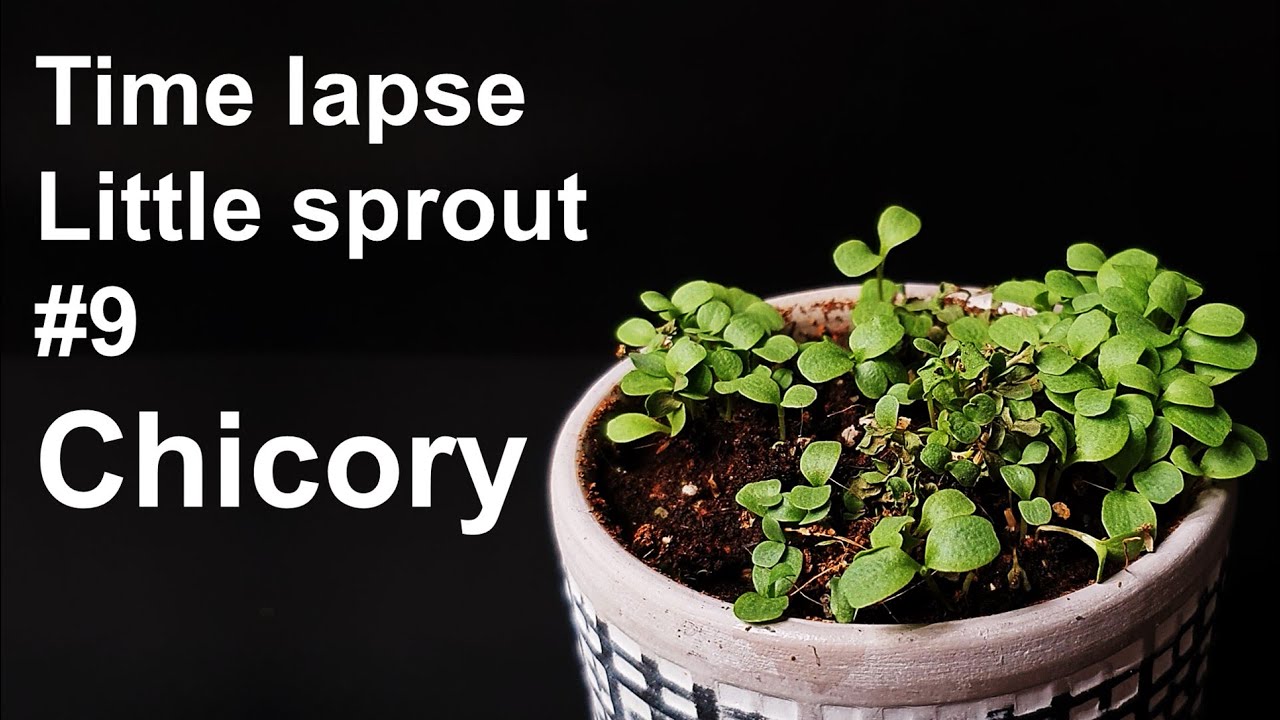 Growing Chicory Sprouts｜치커리싹 키우기 [Time lapse｜Little sprout #9] チコリ ...
