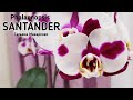 Орхидея САНТАНДЕР Phalaenopsis SANTANDER цветение орхидеи orchid orchids НЕ Polka Dot фаленопсис