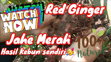 Red Ginger Harvest‼ Panen  JAHE MERAH‼ #jahemerah #tangerangselatan