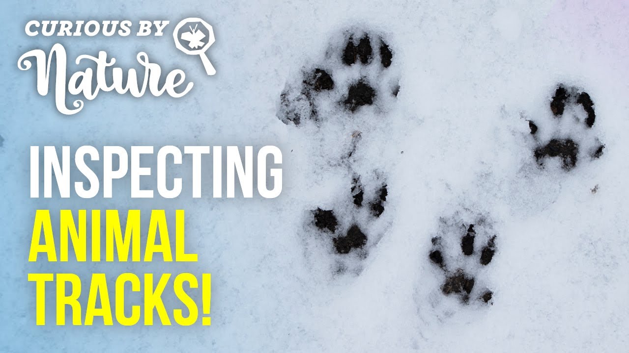 Animal Tracks (Tracking Animals in the Snow!) 