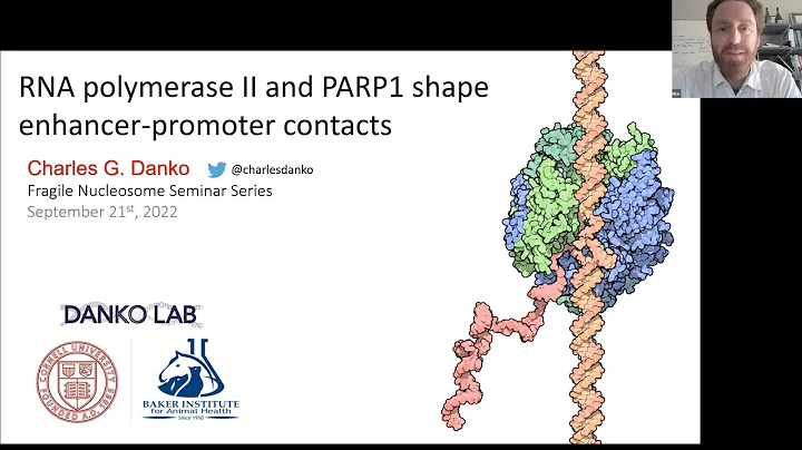 Charles Danko: RNA polymerase II and PARP1 shape e...